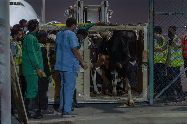 First Batch of Danish Cows for Mleiha Dairy Farm Land at Sharjah Airport