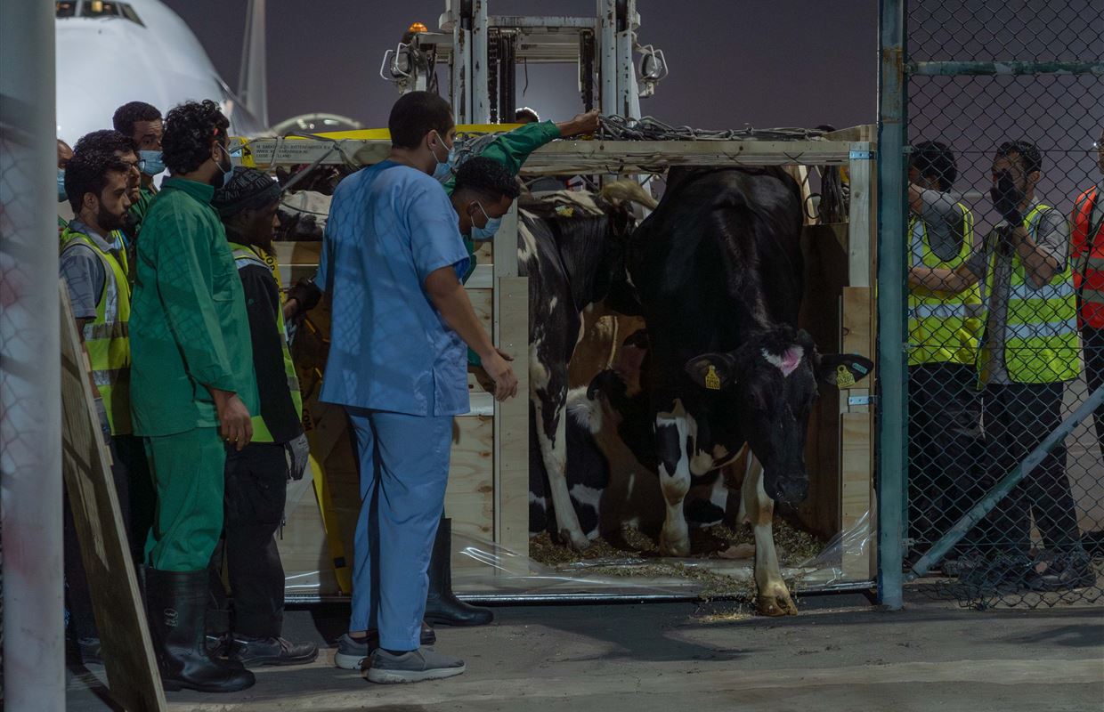 First Batch of Danish Cows for Mleiha Dairy Farm Land at Sharjah Airport