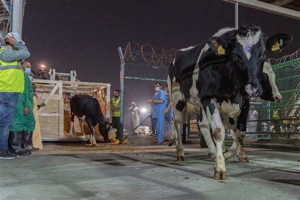 First Batch of Danish Cows for Mleiha Dairy Farm Land at Sharjah Airport