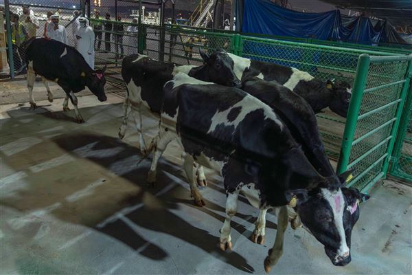 First Batch of Danish Cows for Mleiha Dairy Farm Land at Sharjah Airport