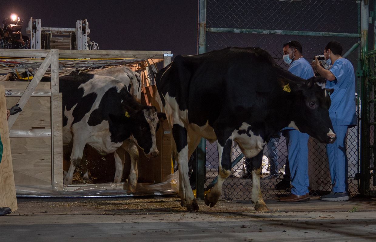 First Batch of Danish Cows for Mleiha Dairy Farm Land at Sharjah Airport