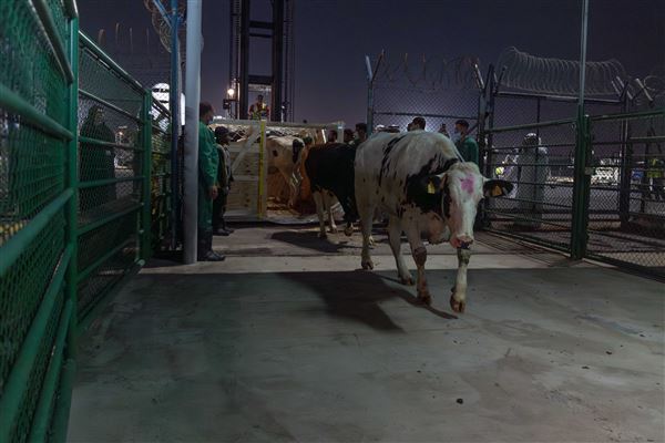 First Batch of Danish Cows for Mleiha Dairy Farm Land at Sharjah Airport