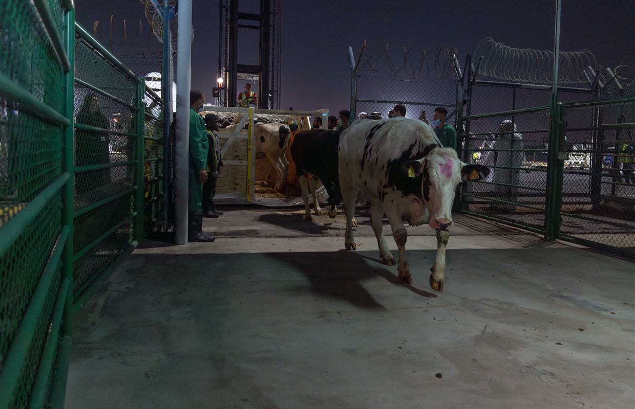 First Batch of Danish Cows for Mleiha Dairy Farm Land at Sharjah Airport