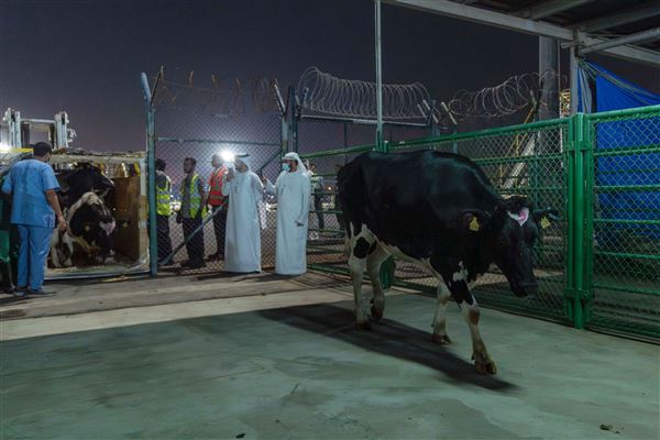 First Batch of Danish Cows for Mleiha Dairy Farm Land at Sharjah Airport