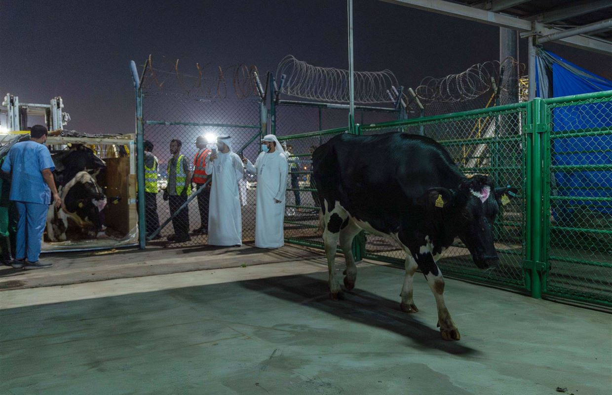 First Batch of Danish Cows for Mleiha Dairy Farm Land at Sharjah Airport